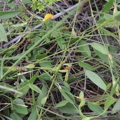 Zornia dyctiocarpa var. dyctiocarpa at Conder, ACT - 7 Jan 2024 03:21 PM