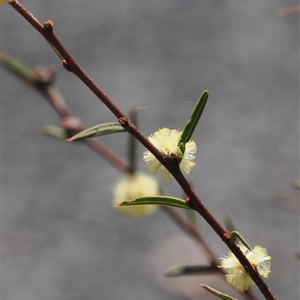 Acacia siculiformis at Booth, ACT - 7 Sep 2024