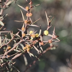 Acacia siculiformis at Booth, ACT - 7 Sep 2024