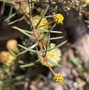 Acacia ulicifolia at Majors Creek, NSW - 9 Sep 2024