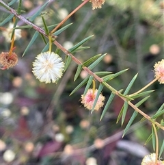 Acacia ulicifolia at Majors Creek, NSW - 9 Sep 2024 01:19 PM