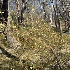 Acacia ulicifolia at Majors Creek, NSW - 9 Sep 2024 01:19 PM