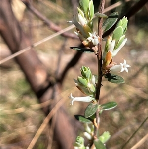 Brachyloma daphnoides at Majors Creek, NSW - 9 Sep 2024