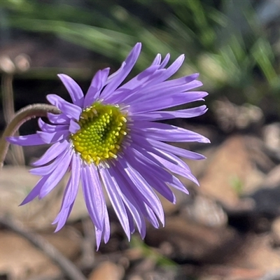 Brachyscome willisii (Narrow-wing Daisy) at Majors Creek, NSW - 9 Sep 2024 by JaneR