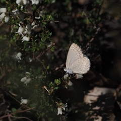 Cryptandra amara (Bitter Cryptandra) at Booth, ACT - 7 Sep 2024 by RAllen