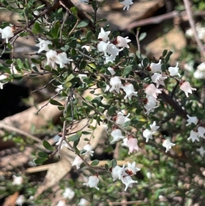 Cryptandra amara at Majors Creek, NSW - 9 Sep 2024