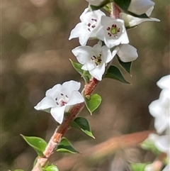 Epacris microphylla (Coral Heath) at Majors Creek, NSW - 9 Sep 2024 by JaneR