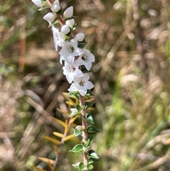 Epacris microphylla at Majors Creek, NSW - 9 Sep 2024 01:34 PM