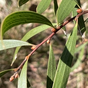 Hakea dactyloides at Majors Creek, NSW - 9 Sep 2024