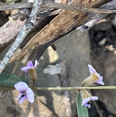 Hovea heterophylla (Common Hovea) at Majors Creek, NSW - 9 Sep 2024 by JaneR