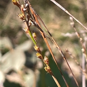 Lepidosperma gunnii at Majors Creek, NSW - 9 Sep 2024 12:40 PM