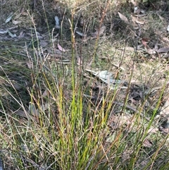 Lepidosperma gunnii at Majors Creek, NSW - 9 Sep 2024 12:40 PM