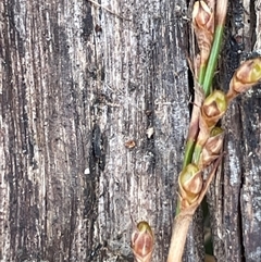 Lepidosperma gunnii at Majors Creek, NSW - 9 Sep 2024 12:40 PM