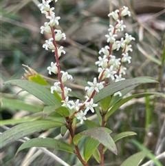 Styphelia affinis (Lance Beard-heath) at Majors Creek, NSW - 9 Sep 2024 by JaneR