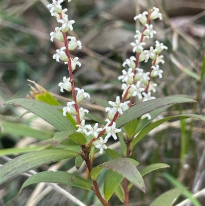 Styphelia affinis (Lance Beard-heath) at Majors Creek, NSW - 9 Sep 2024 by JaneR