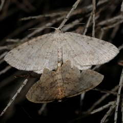 Poecilasthena scoliota (A Geometer moth (Larentiinae)) at Freshwater Creek, VIC - 10 May 2021 by WendyEM