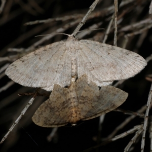 Poecilasthena scoliota at Freshwater Creek, VIC - 10 May 2021