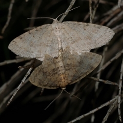 Poecilasthena scoliota at Freshwater Creek, VIC - 10 May 2021