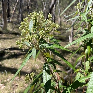 Olearia lirata at Majors Creek, NSW - 9 Sep 2024 01:06 PM