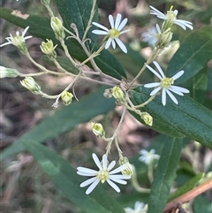 Olearia lirata at Majors Creek, NSW - 9 Sep 2024 01:06 PM