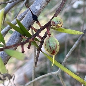 Persoonia linearis at Majors Creek, NSW - 9 Sep 2024 01:12 PM