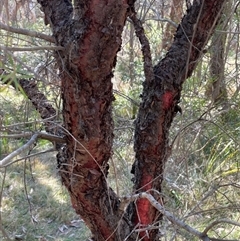 Persoonia linearis at Majors Creek, NSW - 9 Sep 2024 01:12 PM