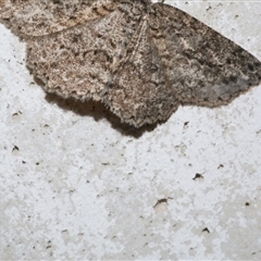 Ectropis fractaria (Ringed Bark Moth) at Freshwater Creek, VIC - 10 May 2021 by WendyEM