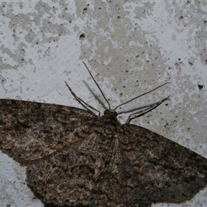 Ectropis fractaria at Freshwater Creek, VIC - 10 May 2021