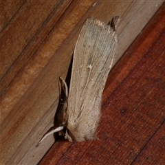 Leucania uda (A Noctuid moth) at Freshwater Creek, VIC - 5 May 2021 by WendyEM