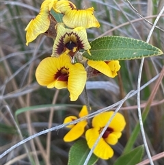 Mirbelia platylobioides (Large-flowered Mirbelia) at Ballalaba, NSW - 9 Sep 2024 by JaneR