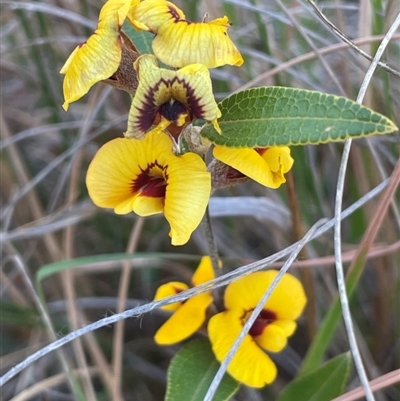 Mirbelia platylobioides (Large-flowered Mirbelia) at Ballalaba, NSW - 9 Sep 2024 by JaneR