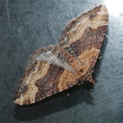 Epyaxa subidaria (Subidaria Moth) at Freshwater Creek, VIC - 3 May 2021 by WendyEM