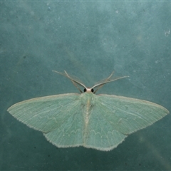 Chlorocoma dichloraria (Guenee's or Double-fringed Emerald) at Freshwater Creek, VIC - 3 May 2021 by WendyEM