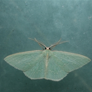 Chlorocoma dichloraria at Freshwater Creek, VIC - 3 May 2021 10:49 PM