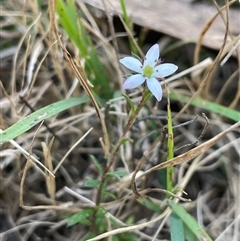 Rhytidosporum procumbens (White Marianth) at Majors Creek, NSW - 9 Sep 2024 by JaneR