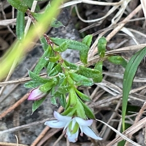 Rhytidosporum procumbens at Majors Creek, NSW - 9 Sep 2024