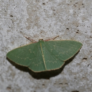 Chlorocoma dichloraria at Freshwater Creek, VIC - 3 May 2021 10:45 PM