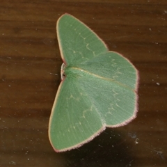 Chlorocoma dichloraria (Guenee's or Double-fringed Emerald) at Freshwater Creek, VIC - 3 May 2021 by WendyEM