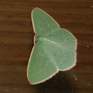 Chlorocoma dichloraria at Freshwater Creek, VIC - 3 May 2021 12:48 AM