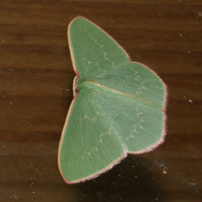 Chlorocoma dichloraria (Guenee's or Double-fringed Emerald) at Freshwater Creek, VIC - 3 May 2021 by WendyEM