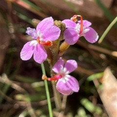 Stylidium graminifolium (Grass Triggerplant) at Majors Creek, NSW - 9 Sep 2024 by JaneR