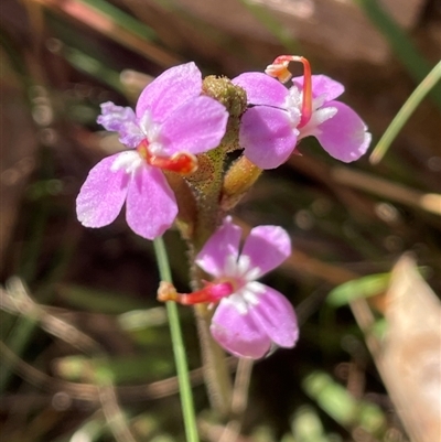 Stylidium graminifolium (Grass Triggerplant) at Majors Creek, NSW - 9 Sep 2024 by JaneR