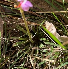 Stylidium graminifolium at Majors Creek, NSW - 9 Sep 2024