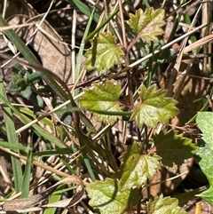 Veronica plebeia at Majors Creek, NSW - 9 Sep 2024