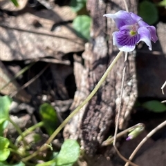 Viola hederacea (Ivy-leaved Violet) at Majors Creek, NSW - 9 Sep 2024 by JaneR