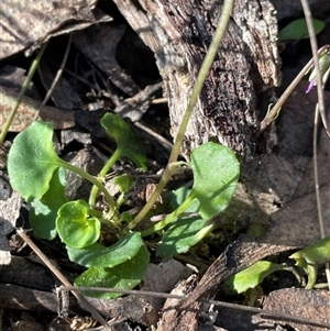 Viola hederacea at Majors Creek, NSW - 9 Sep 2024