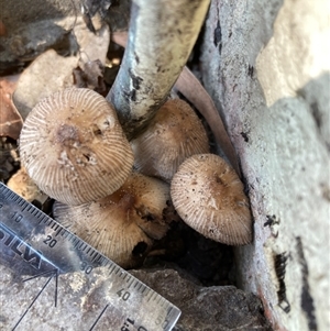 Coprinellus etc. at Belconnen, ACT - 10 Sep 2024