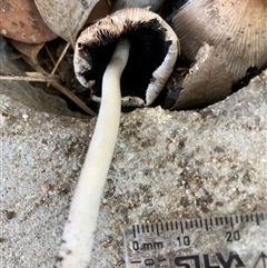 Coprinellus etc. at Belconnen, ACT - 10 Sep 2024