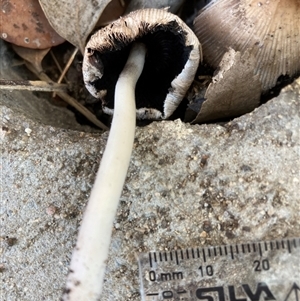 Coprinellus etc. at Belconnen, ACT - 10 Sep 2024