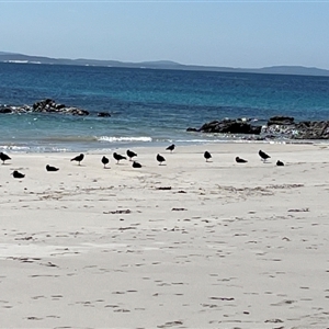 Haematopus fuliginosus at Hawks Nest, NSW - suppressed